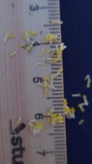 Matricaria chamomilla