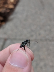 Cicindela punctulata punctulata