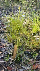 Matricaria chamomilla