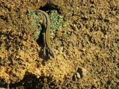 Gallotia caesaris