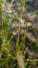 Juncus bufonius