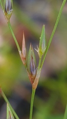Juncus bufonius