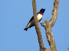 Cinnyricinclus leucogaster