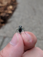 Cicindela punctulata punctulata