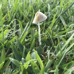Conocybe apala albipes