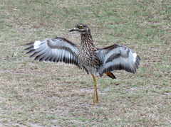 Burhinus capensis capensis