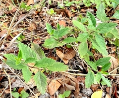 Rhynchosida physocalyx