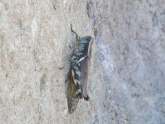 Melanoplus eumera
