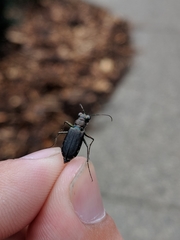 Cicindela punctulata punctulata