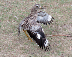 Burhinus capensis capensis