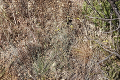 Lebeckia