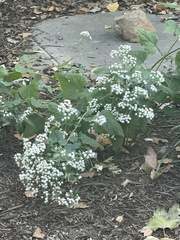 Ageratina altissima