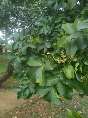Zanthoxylum caribaeum