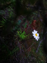 Osmitopsis osmitoides