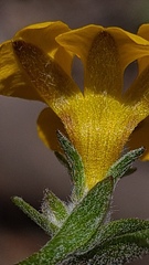 Goodenia stelligera