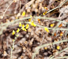 Lebeckia