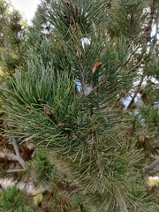 Pinus heldreichii