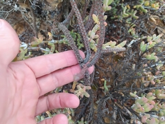 Crassula muscosa