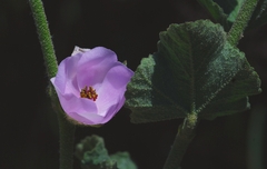 Malacothamnus densiflorus