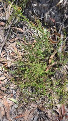 Gonocarpus tetragynus