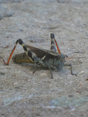 Melanoplus eumera
