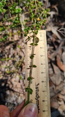 Gonocarpus tetragynus