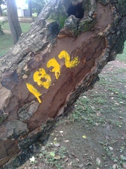 Zanthoxylum caribaeum