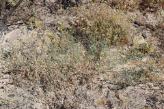 Lebeckia