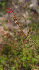 Gonocarpus tetragynus