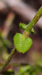 Gonocarpus tetragynus