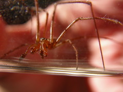 Tetragnatha versicolor