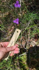 Thysanotus virgatus