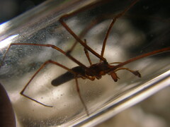 Tetragnatha versicolor