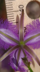 Thysanotus virgatus
