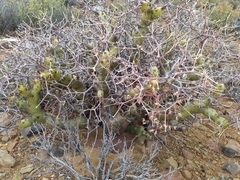 Pelargonium crithmifolium