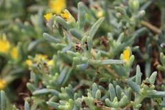 Malephora lutea