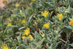 Malephora lutea