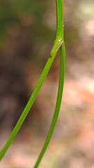 Thysanotus virgatus