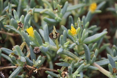 Malephora lutea