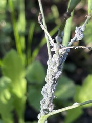 Brevicoryne brassicae