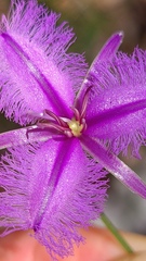 Thysanotus virgatus