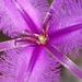Thysanotus virgatus - Photo (c) Petra Holland, some rights reserved (CC BY-NC), uploaded by Petra Holland