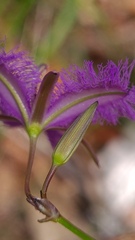 Thysanotus virgatus