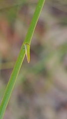 Thysanotus virgatus