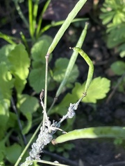 Brevicoryne brassicae