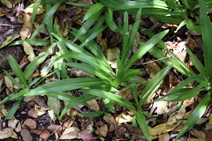 Chlorophytum comosum