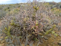 Pelargonium crithmifolium