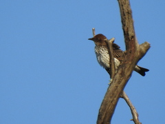Cinnyricinclus leucogaster