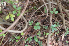 Rhoicissus tridentata