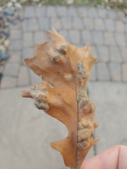 Taphrina caerulescens